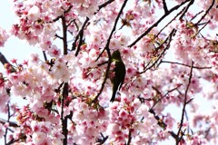 日比谷公園の桜とメジロ