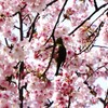 日比谷公園の桜とメジロ