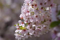 今年の桜も終盤