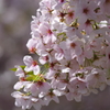 今年の桜も終盤