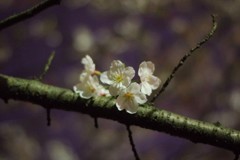 IMGP0037