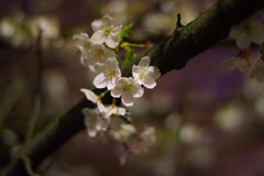 IMGP0038