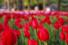 日比谷公園：チューリップ