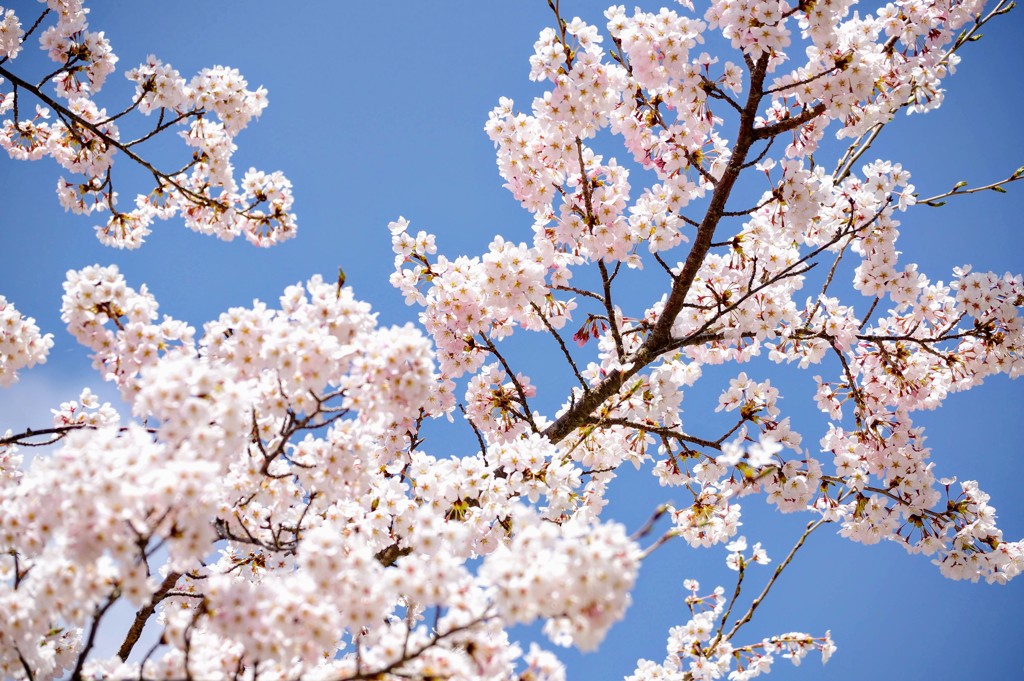 精進湖湖畔の桜