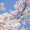 精進湖湖畔の桜
