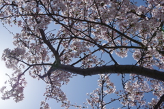 花見散歩
