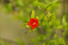 赤い花