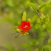 赤い花