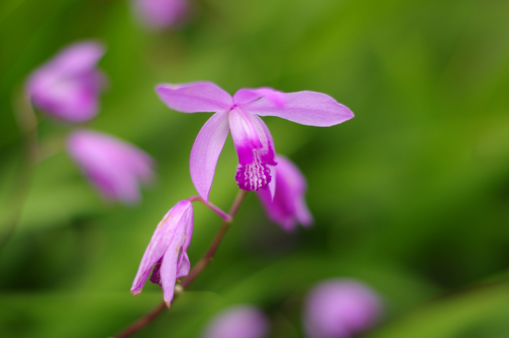 菖蒲