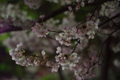 2019夜桜