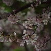 2019夜桜