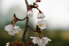 咲き始めの桜