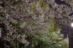 2019夜桜