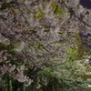 2019夜桜