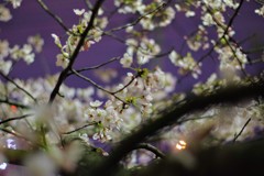 2019夜桜
