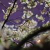 2019夜桜