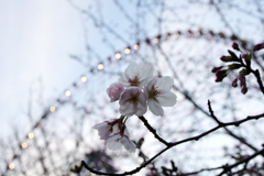 観覧車と桜