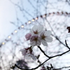 観覧車と桜