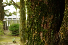 苔生すご神木