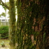 苔生すご神木