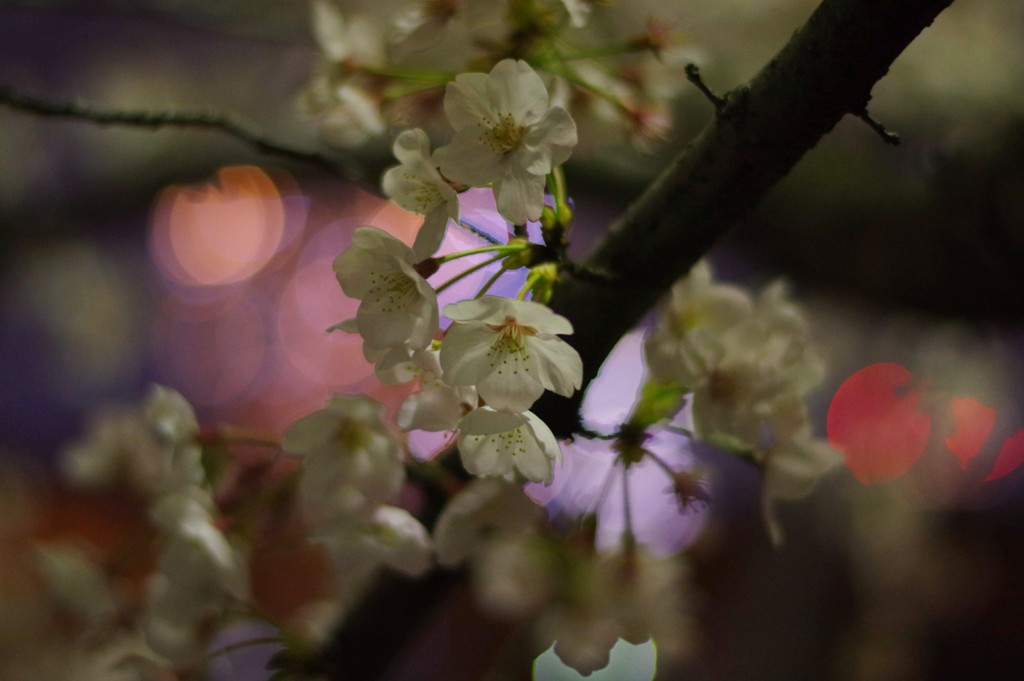 2019夜桜