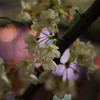 2019夜桜