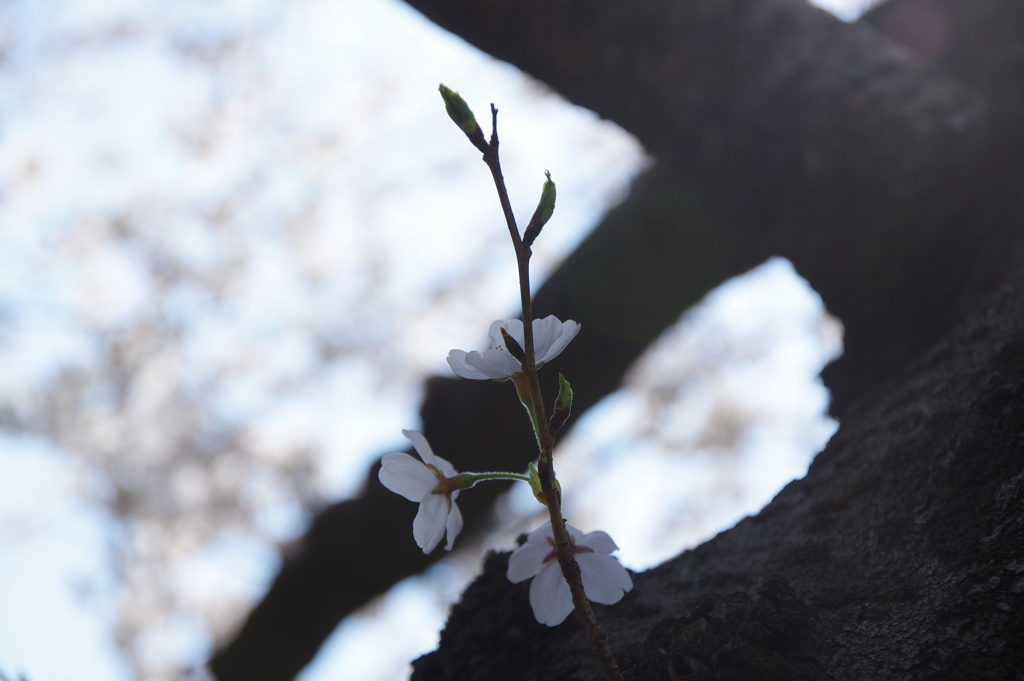 日比谷公園