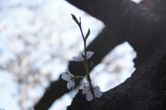 日比谷公園