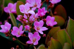 春 近所の公園で