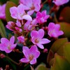 春 近所の公園で