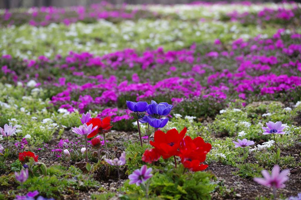 富士芝桜まつり
