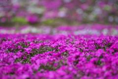 富士芝桜まつり