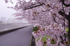 満開のさくら道
