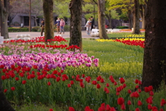 日比谷公園：チューリップ