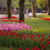日比谷公園：チューリップ