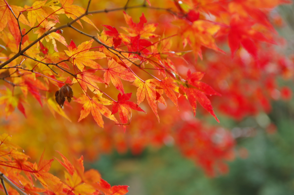 紅葉狩り