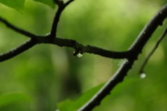 雨上がりの朝