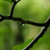 雨上がりの朝