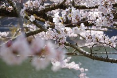 精進湖湖畔の桜