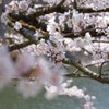 精進湖湖畔の桜