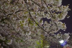 2019夜桜