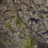 2019夜桜