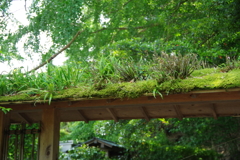 鎌倉 報国寺