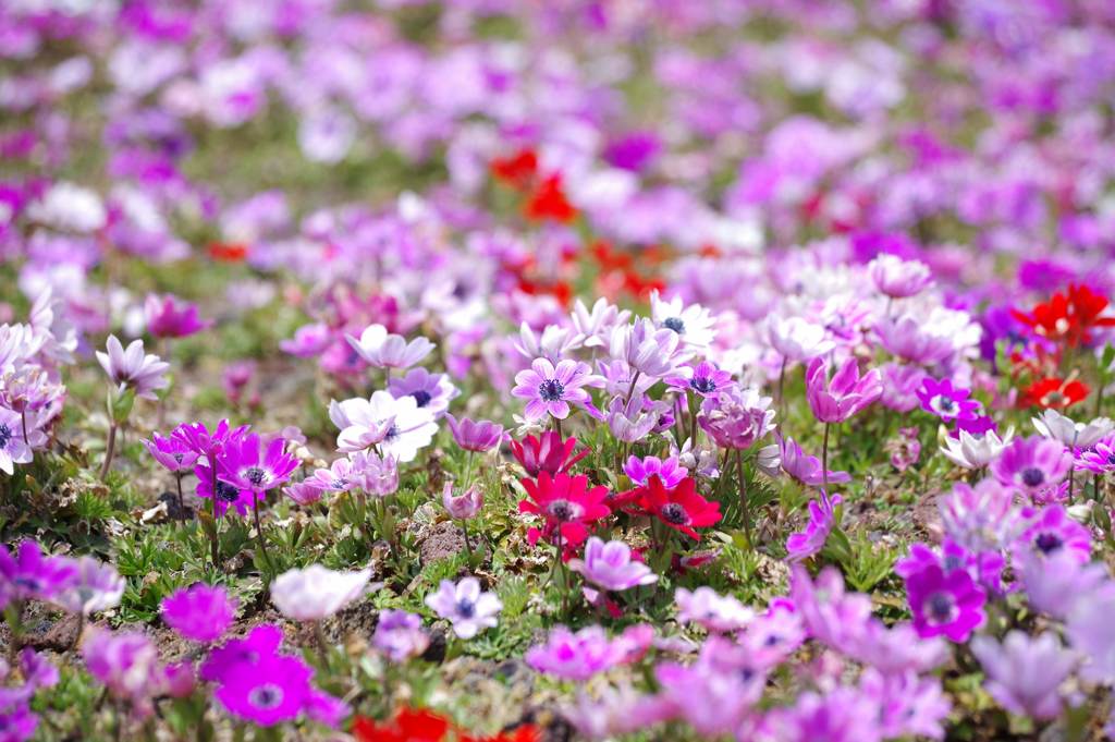 富士芝桜まつり アネモネ