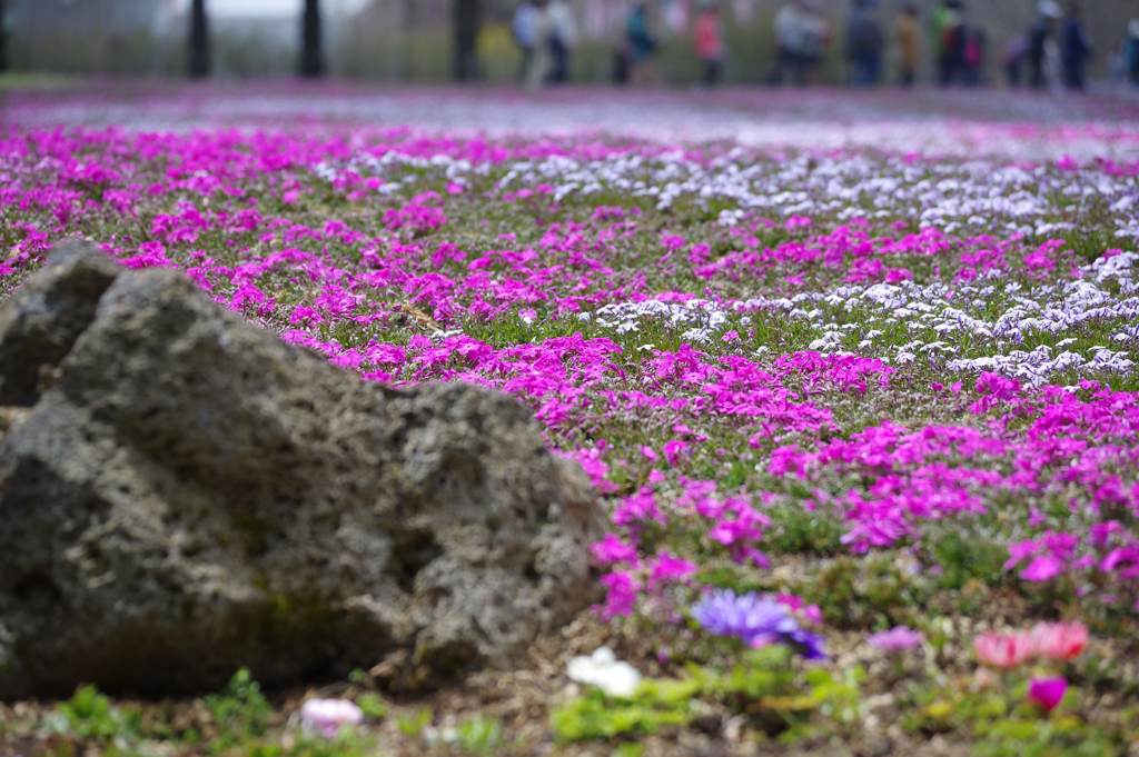 富士芝桜まつり