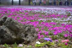 富士芝桜まつり