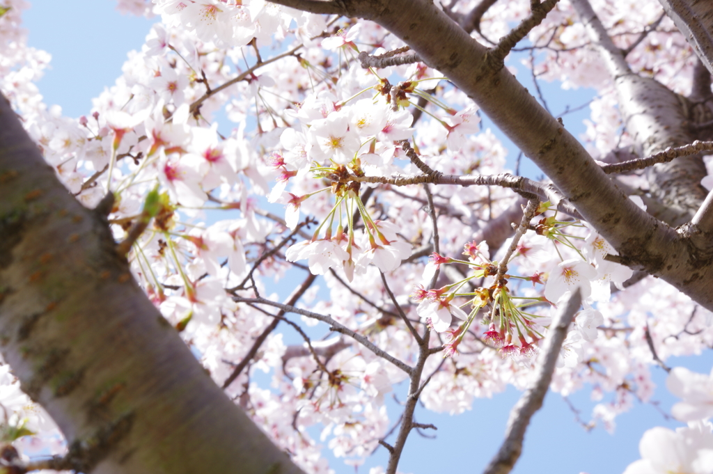 花見散歩