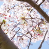花見散歩