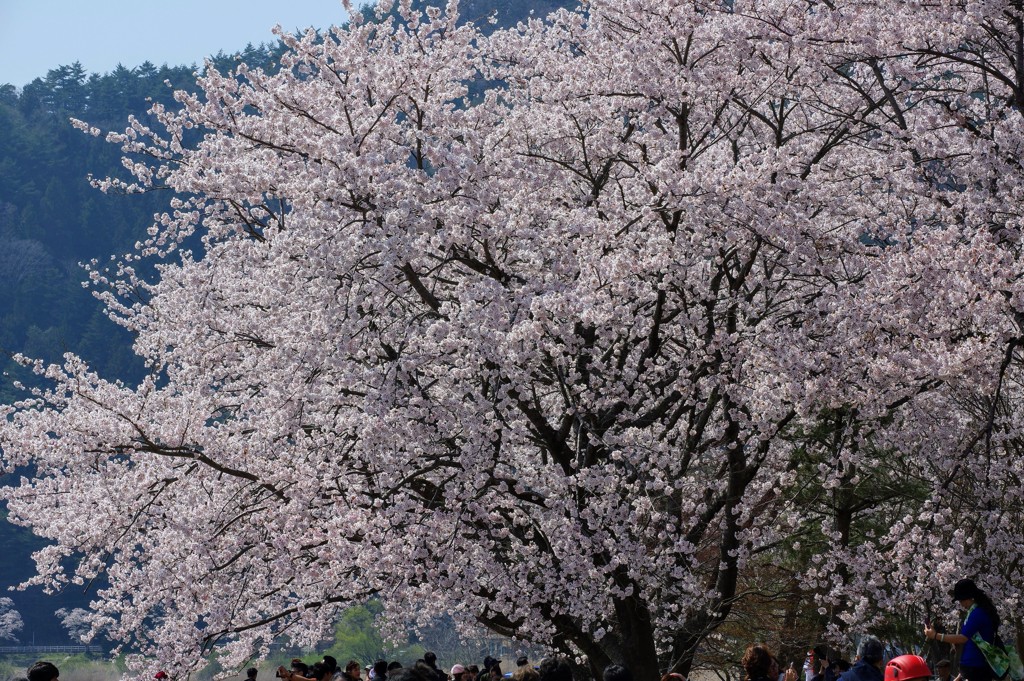 河口湖の桜