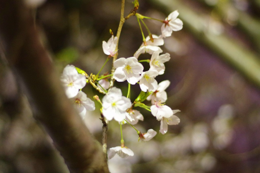 IMGP0044